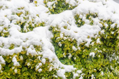 Bu taze kar bir Erik bir çiçektir.