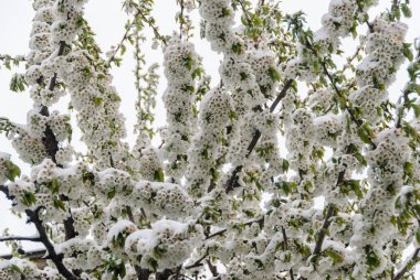 Bu taze kar bir Erik bir çiçektir.