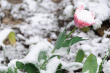 Bu taze kar bir Erik bir çiçektir.