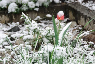 Bu taze kar bir Erik bir çiçektir.