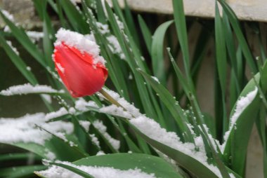 Bu taze kar bir Erik bir çiçektir.