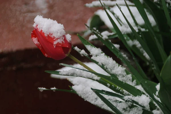 É uma flor de uma ameixa à neve fresca . — Fotografia de Stock