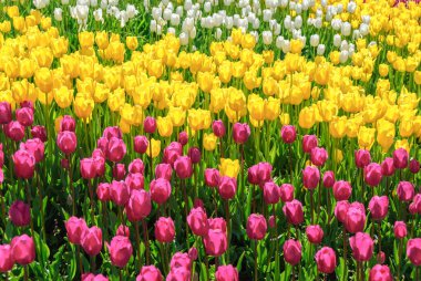 Kırmızı lale. Lale güzel buket. renkli Lale.