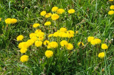 Çiçek sarı karahindiba çiçek karahindiba officinale yakın çekim 