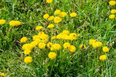 Çiçek sarı karahindiba çiçek karahindiba officinale yakın çekim 