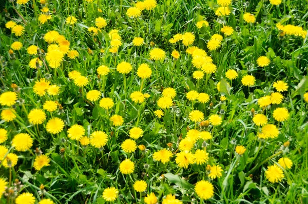 Крупный план цветущих желтых одуванчиков Taraxacum officinale — стоковое фото