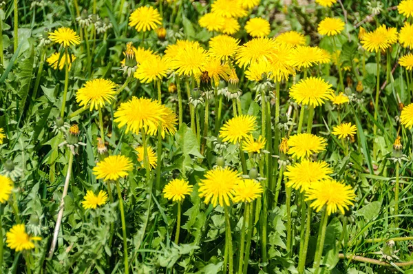 Close up of blooming yellow dandelion flowers Taraxacum officinale — Stock Photo, Image