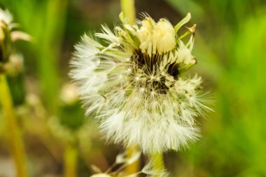 Bahar güzel dandelions yeşil çimen çiçekler.