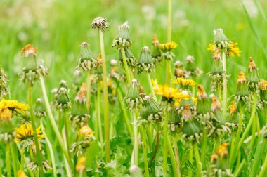 Bahar güzel dandelions yeşil çimen çiçekler.