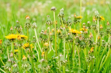 Bahar güzel dandelions yeşil çimen çiçekler.