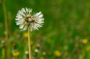 Bahar güzel dandelions yeşil çimen çiçekler.