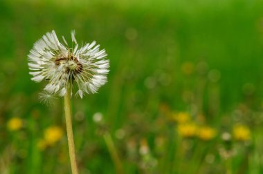 Bahar güzel dandelions yeşil çimen çiçekler.
