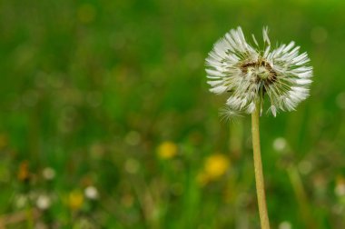 Bahar güzel dandelions yeşil çimen çiçekler.