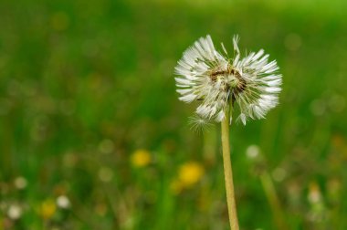 Bahar güzel dandelions yeşil çimen çiçekler.