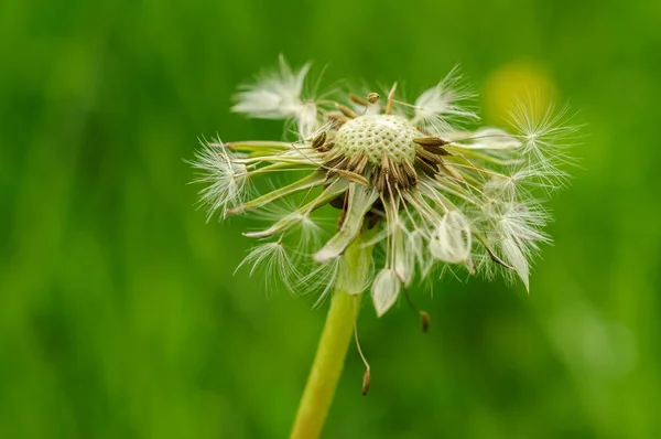 Frühlingsblumen schöner Löwenzahn im grünen Gras. — Stockfoto