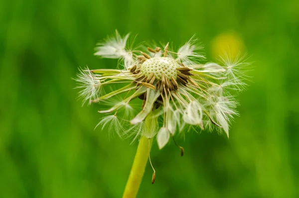 Lente bloemen mooi paardebloemen in groen gras. — Stockfoto