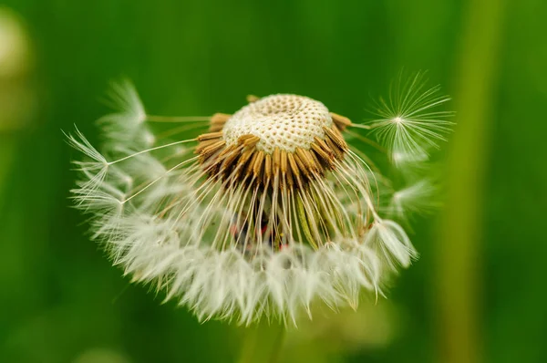 Flores de primavera hermosos dientes de león en hierba verde . —  Fotos de Stock