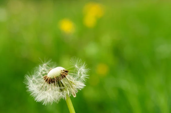Spring flowers beautiful dandelions in green grass. — Stock Photo, Image