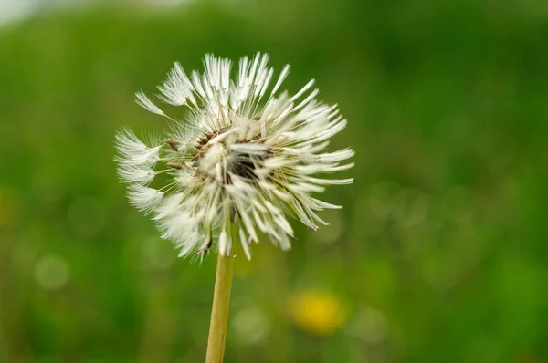 Fiori di primavera bei denti di leone in erba verde . — Foto Stock