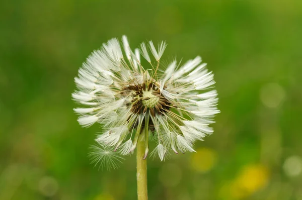 春の花緑の草に美しいタンポポ. — ストック写真