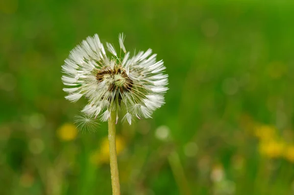 Lente bloemen mooi paardebloemen in groen gras. — Stockfoto