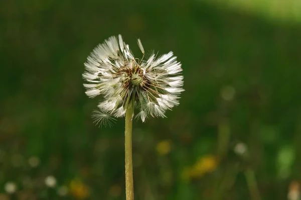 Fiori di primavera bei denti di leone in erba verde . — Foto Stock