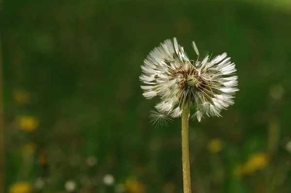 Frühlingsblumen schöner Löwenzahn im grünen Gras. — Stockfoto