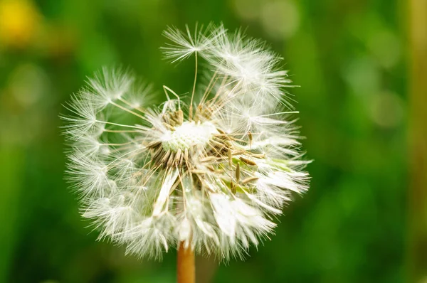 Fiori di primavera bei denti di leone in erba verde . — Foto Stock