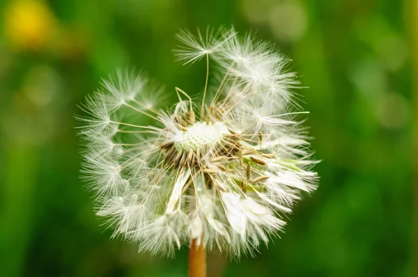 Fiori di primavera bei denti di leone in erba verde . — Foto Stock