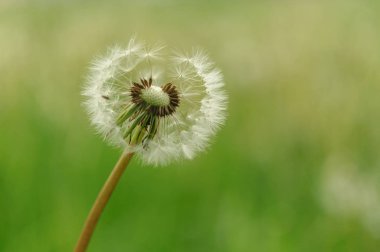 Bahar güzel dandelions yeşil çimen çiçekler.
