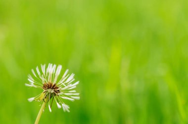 Bahar güzel dandelions yeşil çimen çiçekler.