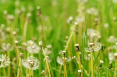 Bahar güzel dandelions yeşil çimen çiçekler.