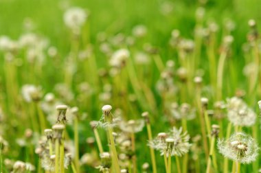 Bahar güzel dandelions yeşil çimen çiçekler.