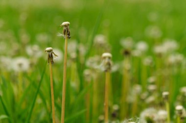 Bahar güzel dandelions yeşil çimen çiçekler.