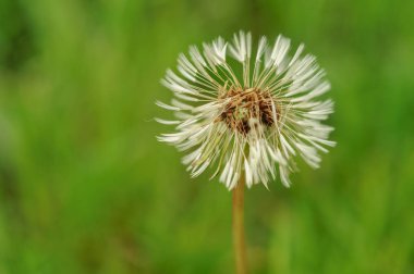 Bahar güzel dandelions yeşil çimen çiçekler.