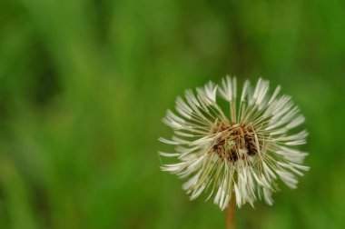 Bahar güzel dandelions yeşil çimen çiçekler.