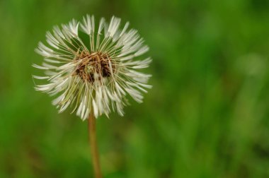 Bahar güzel dandelions yeşil çimen çiçekler.