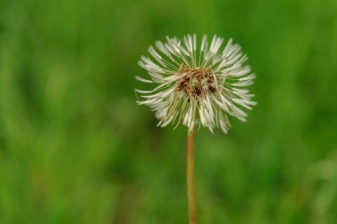 Bahar güzel dandelions yeşil çimen çiçekler.