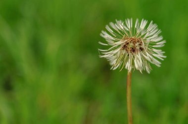 Bahar güzel dandelions yeşil çimen çiçekler.