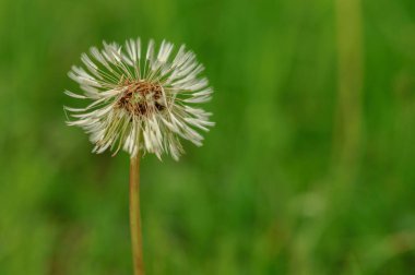 Bahar güzel dandelions yeşil çimen çiçekler.