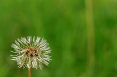 Bahar güzel dandelions yeşil çimen çiçekler.