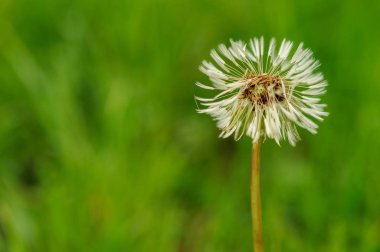 Bahar güzel dandelions yeşil çimen çiçekler.