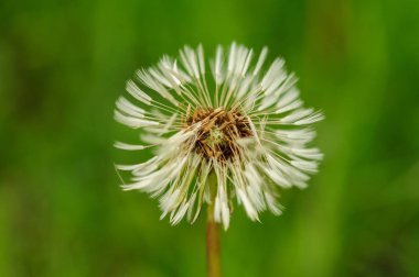 Bahar güzel dandelions yeşil çimen çiçekler.
