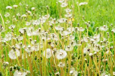 Bahar güzel dandelions yeşil çimen çiçekler.