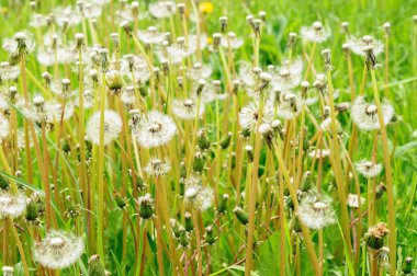 Bahar güzel dandelions yeşil çimen çiçekler.