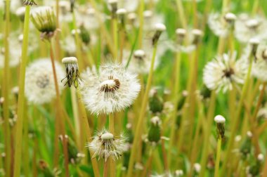 Bahar güzel dandelions yeşil çimen çiçekler.