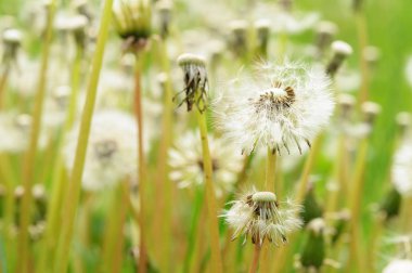 Bahar güzel dandelions yeşil çimen çiçekler.