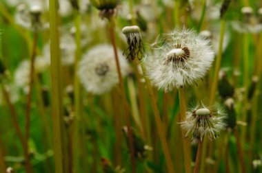 Bahar güzel dandelions yeşil çimen çiçekler.