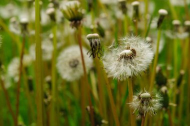 Bahar güzel dandelions yeşil çimen çiçekler.