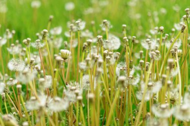 Bahar güzel dandelions yeşil çimen çiçekler.